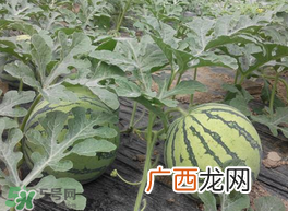 五月份可以种西瓜吗？五月份怎么种西瓜？