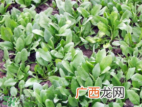 ?五月份能种菠菜吗？5月份可以种菠菜吗？