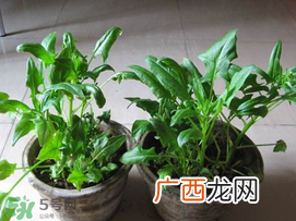 ?五月份能种菠菜吗？5月份可以种菠菜吗？