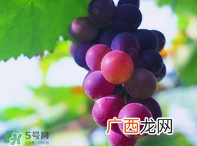 五月份有葡萄吗？五月份的葡萄可以吃吗？