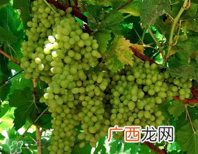葡萄五月份打什么药？五月份葡萄打什么药？