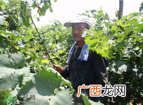 葡萄五月份打什么药？五月份葡萄打什么药？