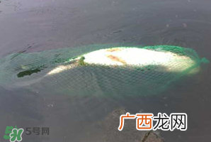 5月份怎么钓草鱼？五月份怎么钓草鱼？