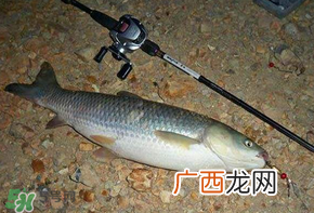 五月份能钓草鱼吗？五月份钓草鱼用什么饵料？