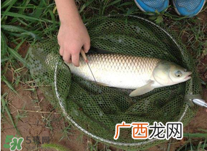 五月份能钓草鱼吗？五月份钓草鱼用什么饵料？