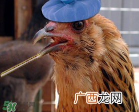 五月份还有禽流感吗？禽流感几月份结束？