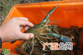 5月份适合养小龙虾吗？几月份适合养龙虾？