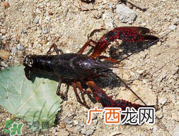 五月份能钓龙虾吗？5月份可以钓龙虾吗？