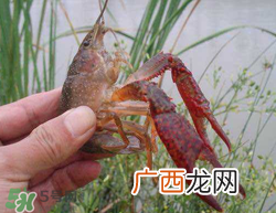 五月份能钓龙虾吗？5月份可以钓龙虾吗？