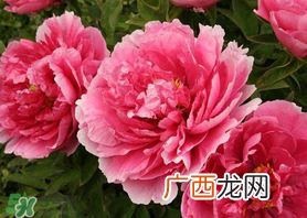 五月份种什么花?5月份适合种什么花?