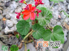 五月份种什么花?5月份适合种什么花?