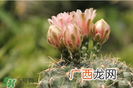 五月份种什么花?5月份适合种什么花?