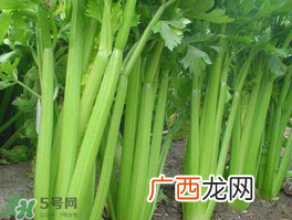 五月份可以种芹菜吗？芹菜适合什么时候播种？