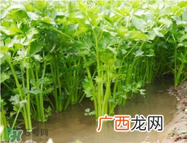 五月份可以种芹菜吗？芹菜适合什么时候播种？