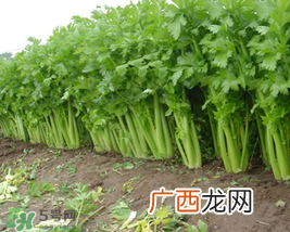 五月份可以种芹菜吗？芹菜适合什么时候播种？