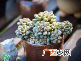 五月份适合种多肉吗？什么季节适合种多肉？