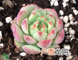 五月份适合种多肉吗？什么季节适合种多肉？