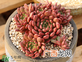 五月份适合种多肉吗？什么季节适合种多肉？