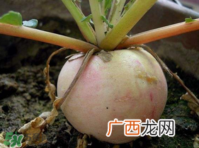 五月份可以种萝卜吗?几月份种萝卜最合适?