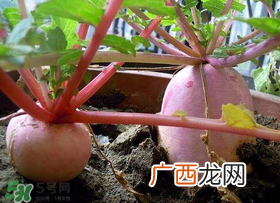 五月份可以种萝卜吗?几月份种萝卜最合适?