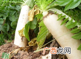 五月份可以种萝卜吗?几月份种萝卜最合适?