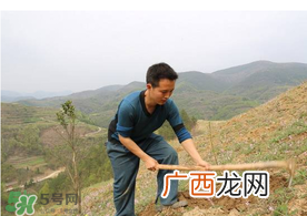 五月份能种树吗？五月份种树能活吗？