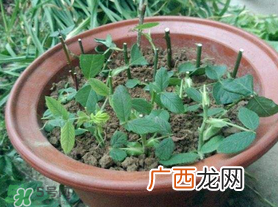 扦插的月季多久会开花？扦插月季多久可开花？