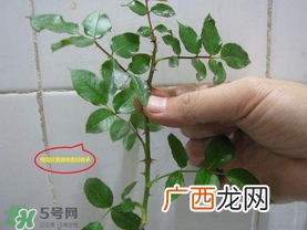 扦插的月季多久会开花？扦插月季多久可开花？