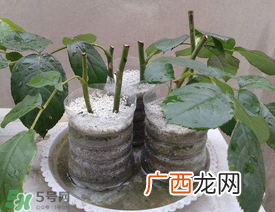 扦插的月季多久会开花？扦插月季多久可开花？