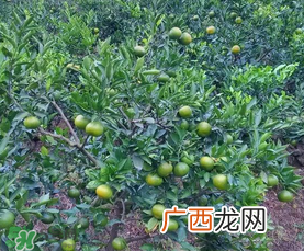 五月份适合种哪些果树？五月份种什么水果？