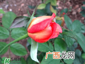 月季从有花苞到开花需要多久？月季花苞到开花要多久？