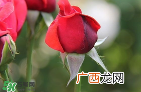 月季从有花苞到开花需要多久？月季花苞到开花要多久？