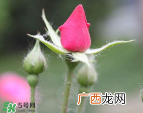 月季从有花苞到开花需要多久？月季花苞到开花要多久？