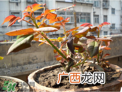 月季花什么时候插最好活？月季花怎么扦插成活率高？