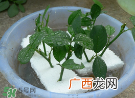 月季花什么时候插最好活？月季花怎么扦插成活率高？