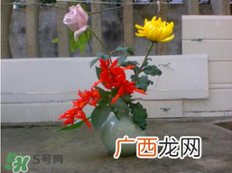 月季花什么时候插最好活？月季花怎么扦插成活率高？