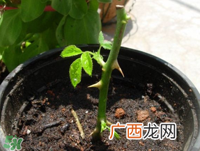 月季5月能插活吗？月季花五月能插活吗？