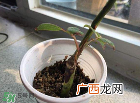 月季5月能插活吗？月季花五月能插活吗？