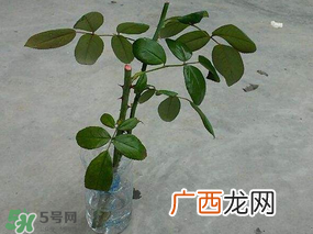 月季5月能插活吗？月季花五月能插活吗？