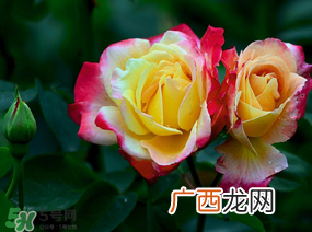 月季花5月扦插当年会开花吗？月季花的花期