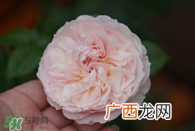 五月份可以种月季吗？月季五月怎么养？