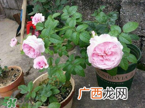 五月份可以种月季吗？月季五月怎么养？
