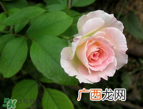 五月份可以种月季吗？月季五月怎么养？