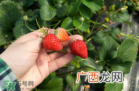 5月份能摘草莓吗？五月份还有草莓摘吗？