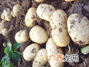 五月份可以种土豆吗？5月份能种土豆吗？