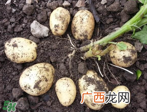五月份可以种土豆吗？5月份能种土豆吗？