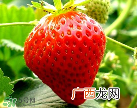 5月份可以种草莓吗？五月份可以种草莓吗？