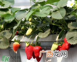 5月份可以种草莓吗？五月份可以种草莓吗？