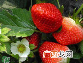 5月份可以种草莓吗？五月份可以种草莓吗？