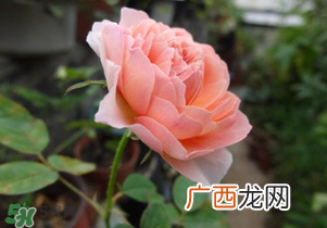 五月份可以扦插月季吗？5月份适合插月季吗？